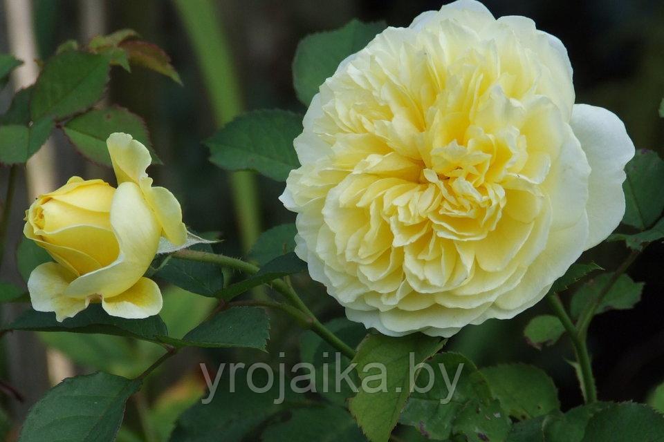 Английская роза Роза The Piligrim - фото 1 - id-p110672420