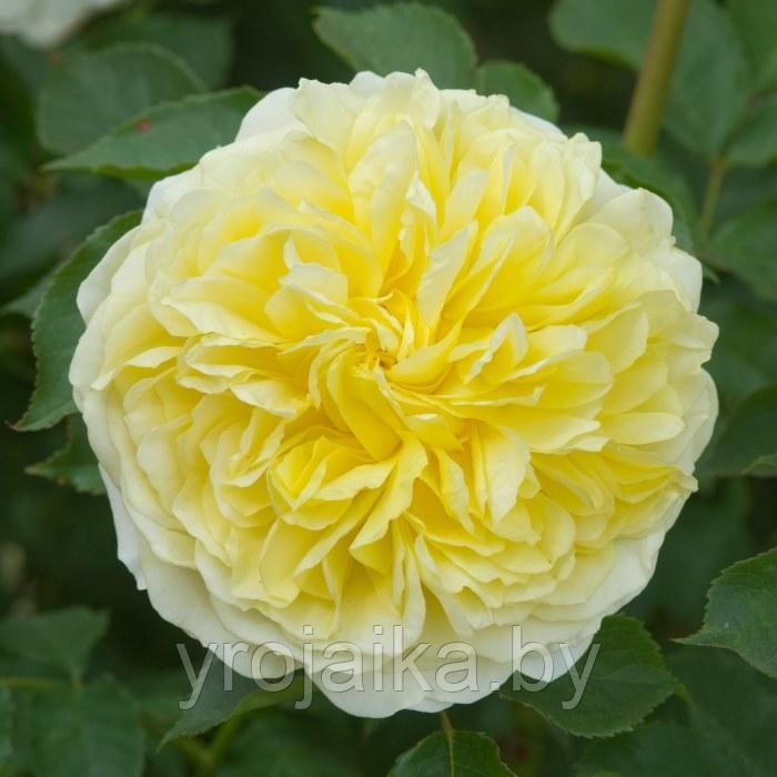 Английская роза Роза The Piligrim - фото 4 - id-p110672420