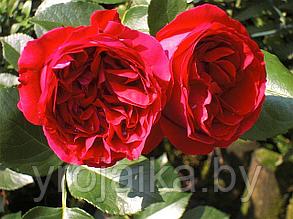 Плетистая роза Ред иден, фото 2