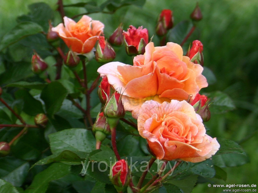 Плетистая роза Arabia - фото 2 - id-p110673606