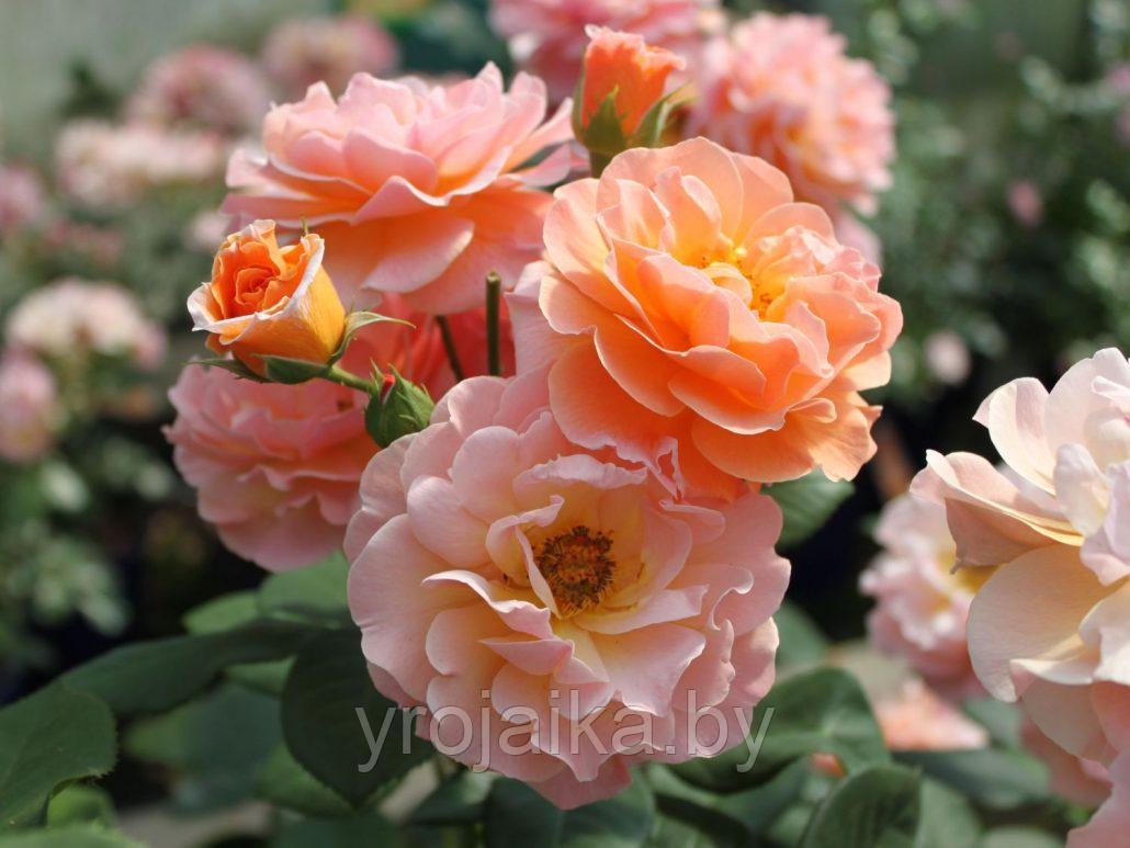 Плетистая роза Arabia - фото 1 - id-p110673606
