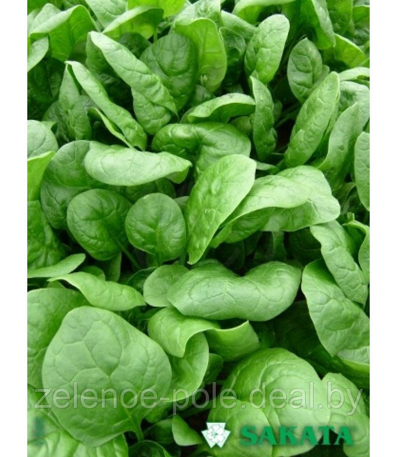 Семена шпината Аполло F1, в упаковке 0,5Кг - фото 1 - id-p110770236