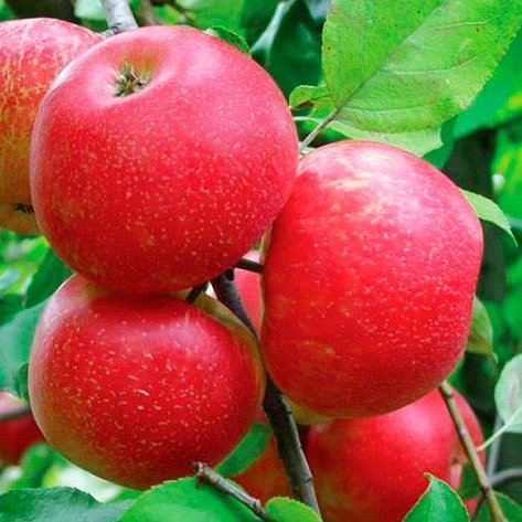Саженец яблони, сорт "Хоней Крисп", фото 2