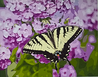 Рисование по номерам "Бабочка на цветах" картина