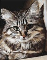 Рисование по номерам "Красивый кот" картина