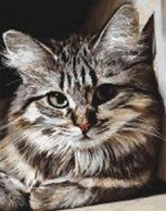 Рисование по номерам "Красивый кот" картина - фото 1 - id-p111007190