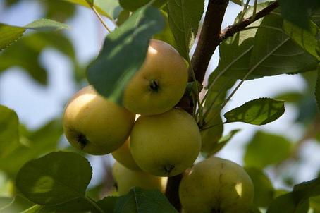 Саженец яблони, сорт "Золотой ранет", фото 2