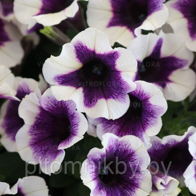 Петуния ампельная Potunia Plus Purple Halo в подвесном кашпо