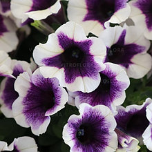 Петуния ампельная Potunia Plus Purple Halo в подвесном кашпо