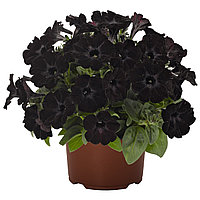 Петуния ампельная Sweetunia Black Satin в кашпо d23