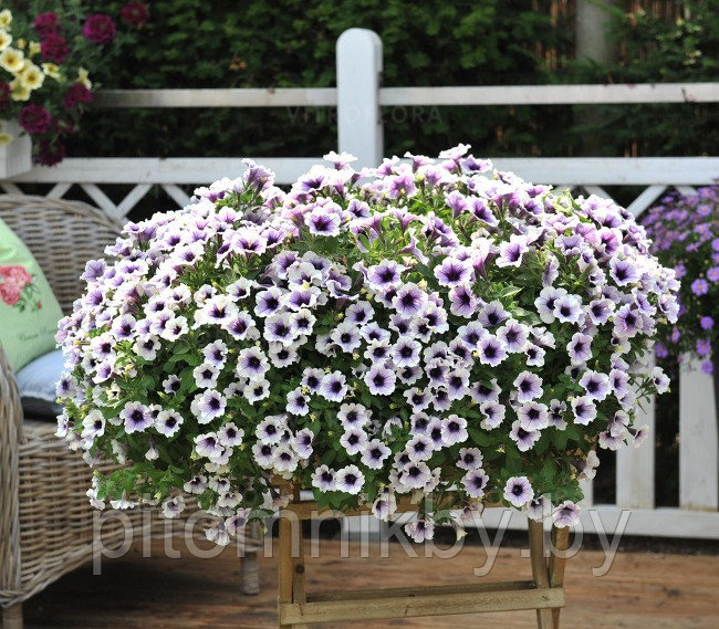 Петуния ампельная Sweetunia Purple Spotlight в подвесном кашпо d23