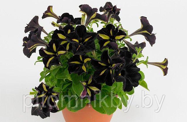 Петуния в мультиплатах. Petunia Mystical Phantom