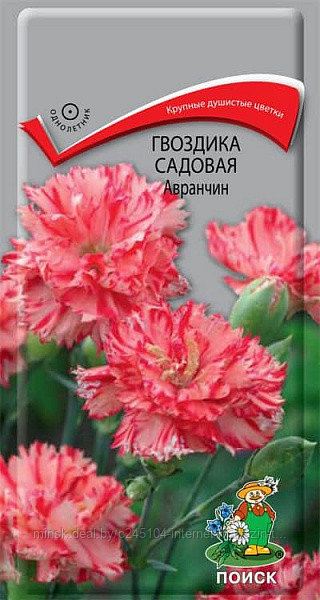 Гвоздика садовая Авранчин (0,1г)