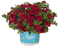 Калибрахоа в мультиплатах. Calibrachoa hybrida Aloha Kona Dark Red