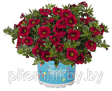 Калибрахоа в мультиплатах. Calibrachoa hybrida Aloha Kona Dark Red