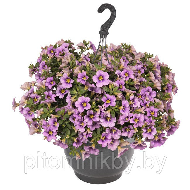 Калибрахоа в мультиплатах. Calibrachoa hybrida Aloha Classic Tiki Blue