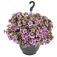 Калибрахоа в мультиплатах. Calibrachoa hybrida Aloha Classic Tiki Blue