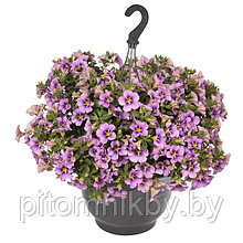 Калибрахоа в мультиплатах. Calibrachoa hybrida Aloha Classic Tiki Blue