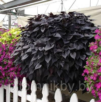 Ипомея Батат Black Tone в подвесном кашпо d19