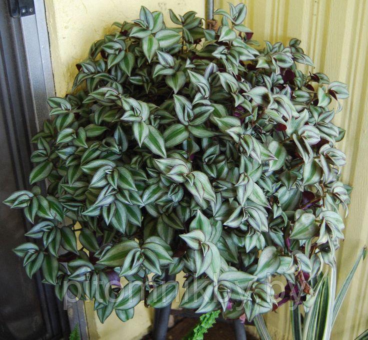 Традесканция в подвесном кашпо d23. Tradescantia Zebrina