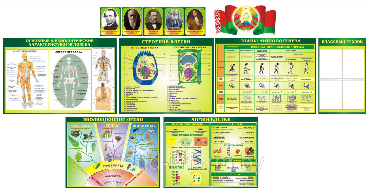 Набор стендов и портретов  в кабинет Биологии  в изумрудном цвете, р-р 380*180 см