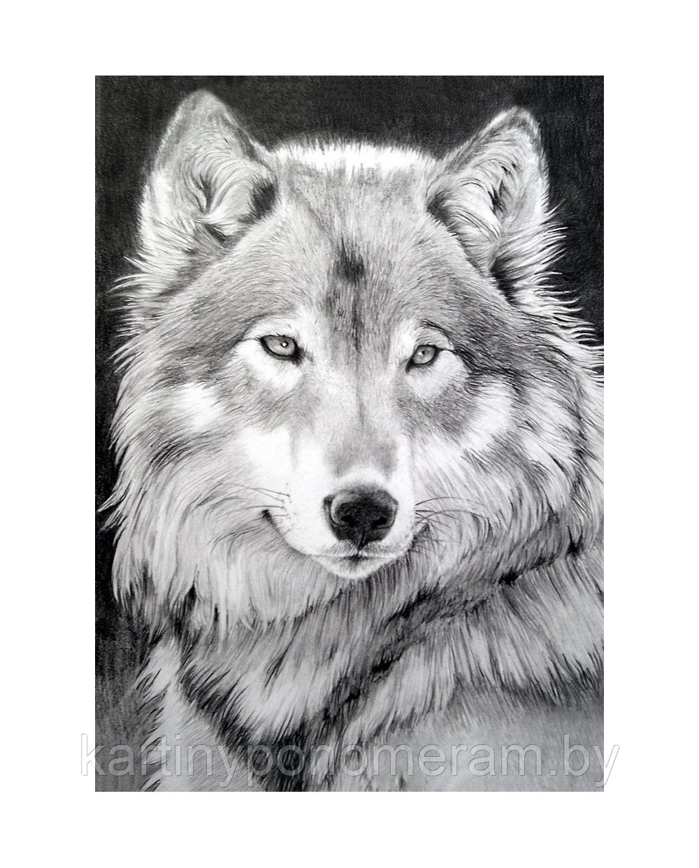 Алмазная вышивка Серый волк - фото 1 - id-p112592143