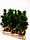 Елочка искусственная декор. в мешочке (набор 6шт), 25см, зеленый, фото 3