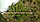 Можжевельник казацкий Блу Дануб (100-120 см), фото 2
