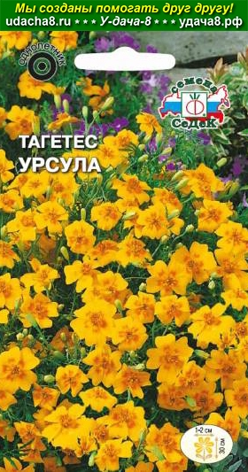 Тагетес Урсула