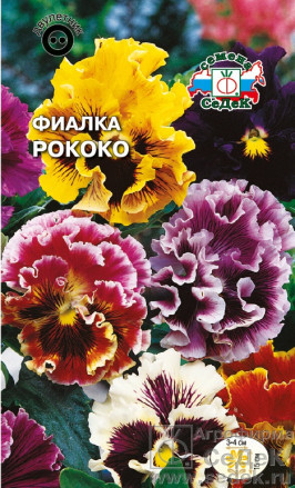 Фиалка Рококо
