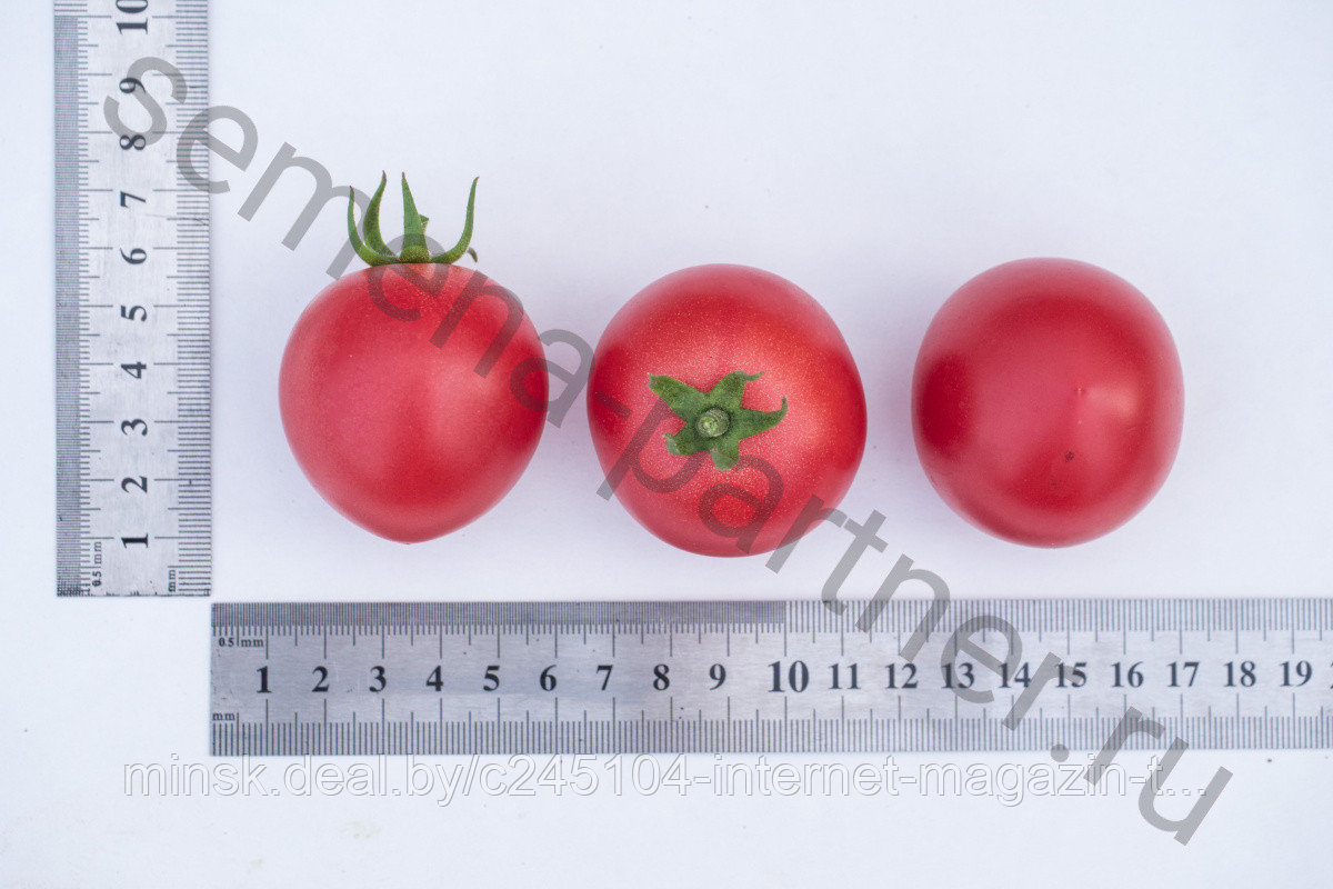 Малиновый земледелец томат партнер. Томаты черри малиновый земледелец. Томат малиновый земледелец f1. Томат земледелец f1 партнер. Томат черри земледелец f1.