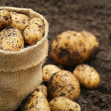 Удобрения для отдельных овощных культур