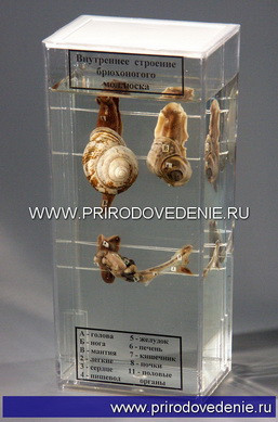 Влажный препарат "Внутреннее строение брюхоногого моллюска" - фото 1 - id-p113887369