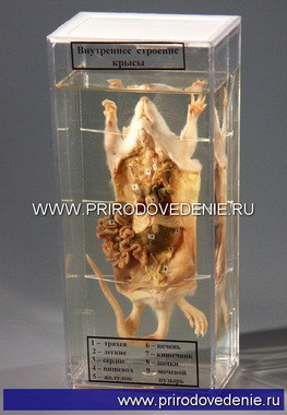 Влажный препарат "Внутреннее строение крысы" - фото 1 - id-p113887370