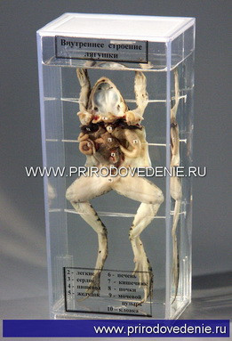 Влажный препарат "Внутреннее строение лягушки" - фото 1 - id-p113887371
