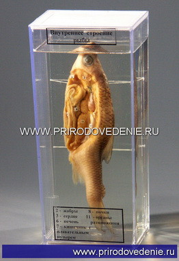 Влажный препарат "Внутреннее строение рыбы" - фото 1 - id-p113887373