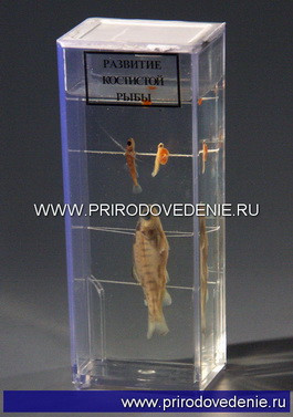 Влажный препарат "Развитие костистой рыбы" - фото 1 - id-p113887381