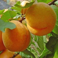 Саженец абрикоса, сорт "Никитский"