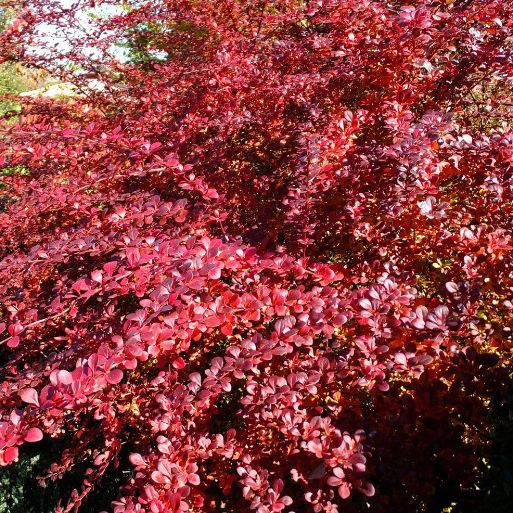 Барбарис Тунберга "Atropurpurea" - фото 1 - id-p113886109