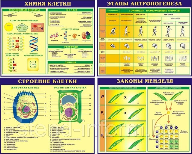 СТЕНДЫ по биологии р-р 90*72 см, стоимость за 1 , без борта