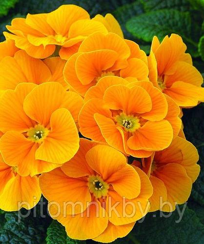 Примула Tagetes Orange