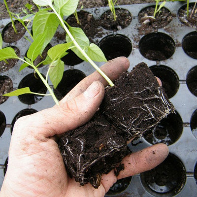 Ёмкости для посадки растений