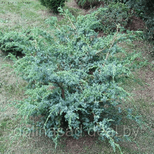 Belgium Plants Van. Можжевельник китайский Блю Альпс