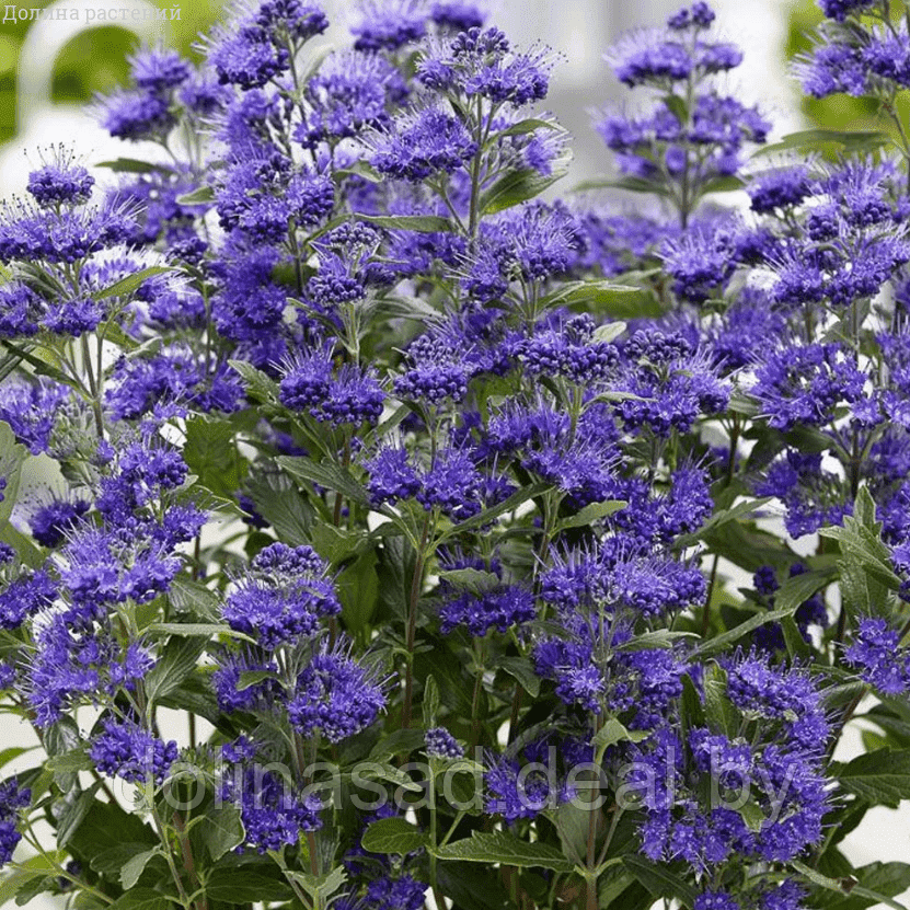 Belgium Plants Van. Кариоптерис кладонский хэвенли блю - фото 1 - id-p115508221