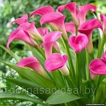 Holland Bulbs Калла Гарнет Глоу