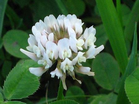 Клевер белый ползучий 25кг DLF Trifolium Семена сидерат, фото 2