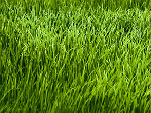 Мятлик луговой, 350гр семена для газона, трава. Дания, фото 2