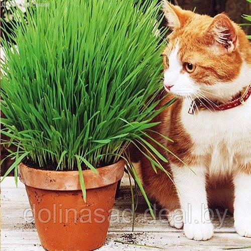 Гавриш Трава для кошек Скакун - фото 1 - id-p96818561