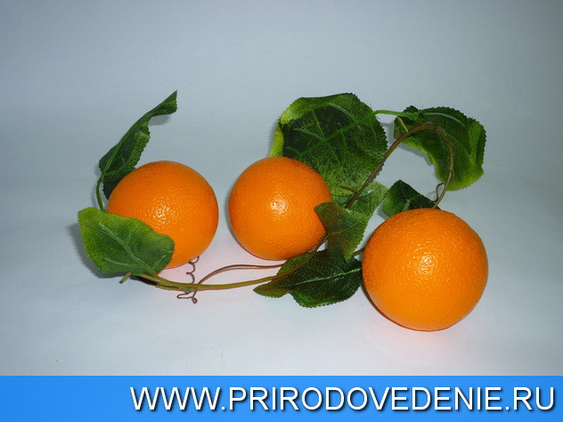 Ветка муляжей "Апельсины" - фото 1 - id-p115780232