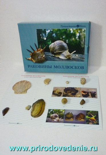 Коллекция "Раковины моллюсков" - фото 1 - id-p115780269